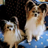 Porträtfoto Fox & Zwärg