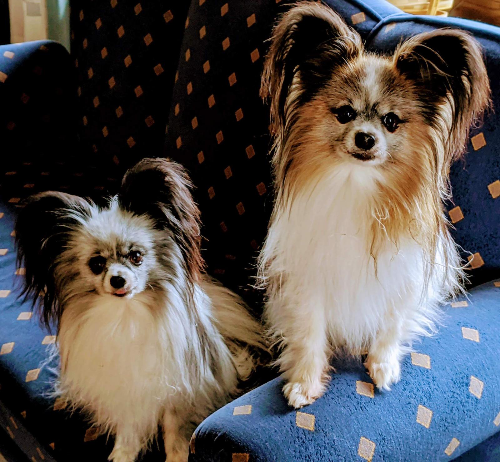 Bürohunde Fox und Zwärg – zwei Papillons